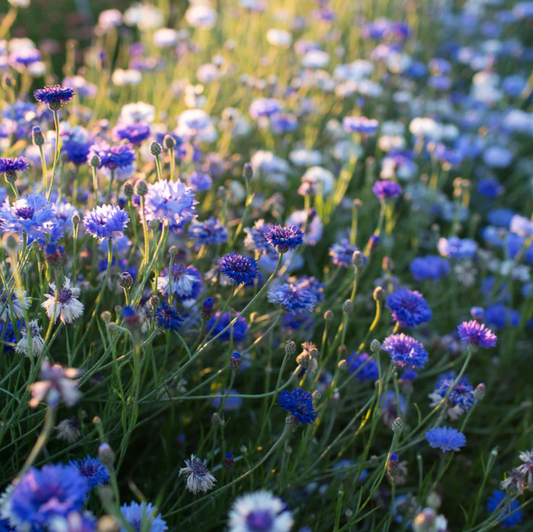 Bachelor's Button 'Classic Fantastic'