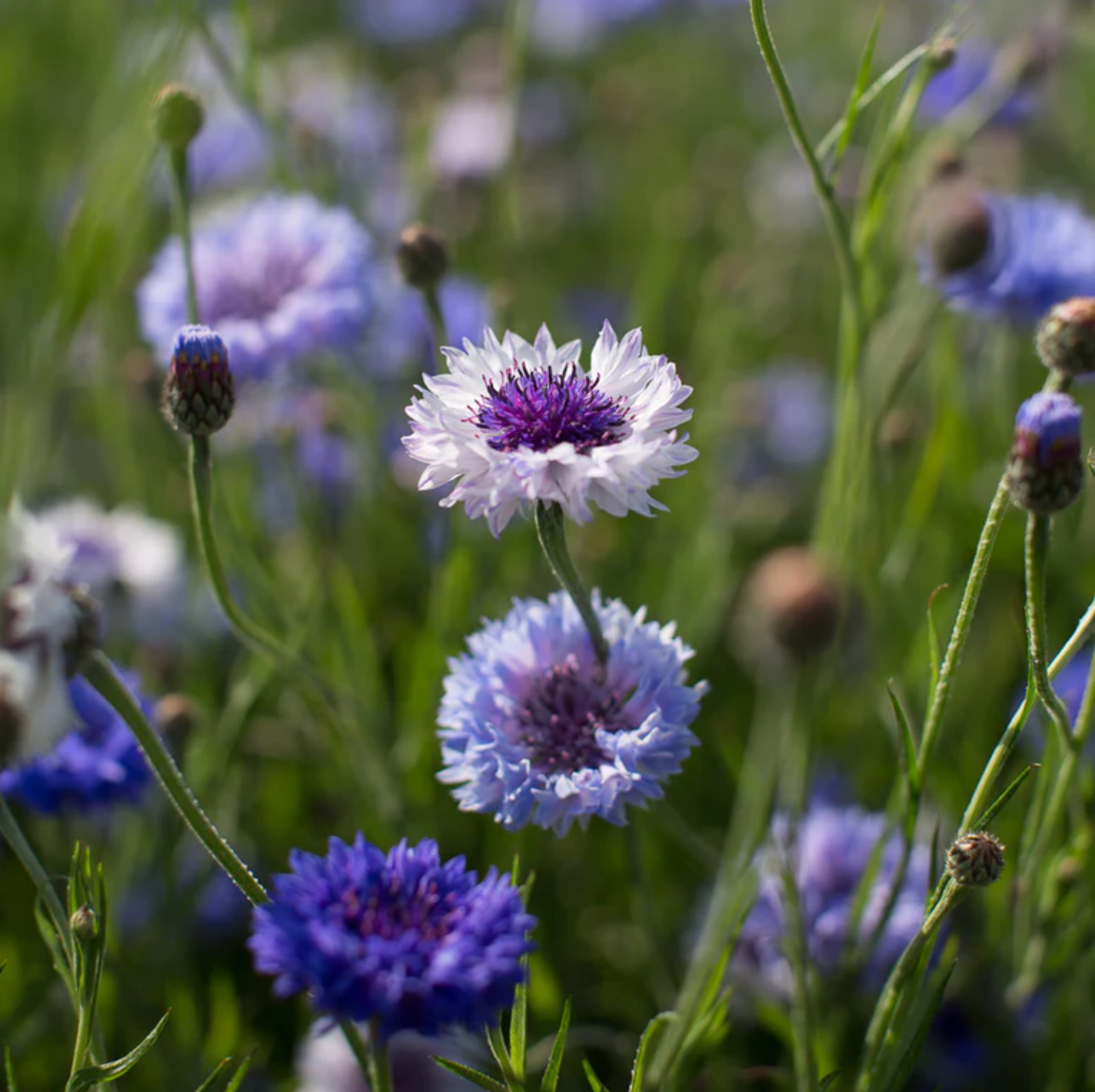 Bachelor's Button 'Classic Fantastic'