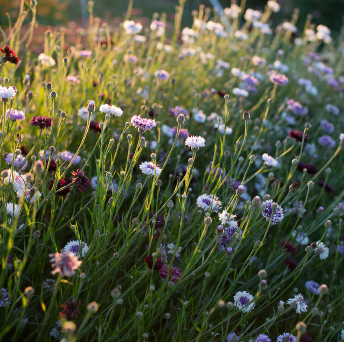 Bachelor's Button 'Classic Magic'