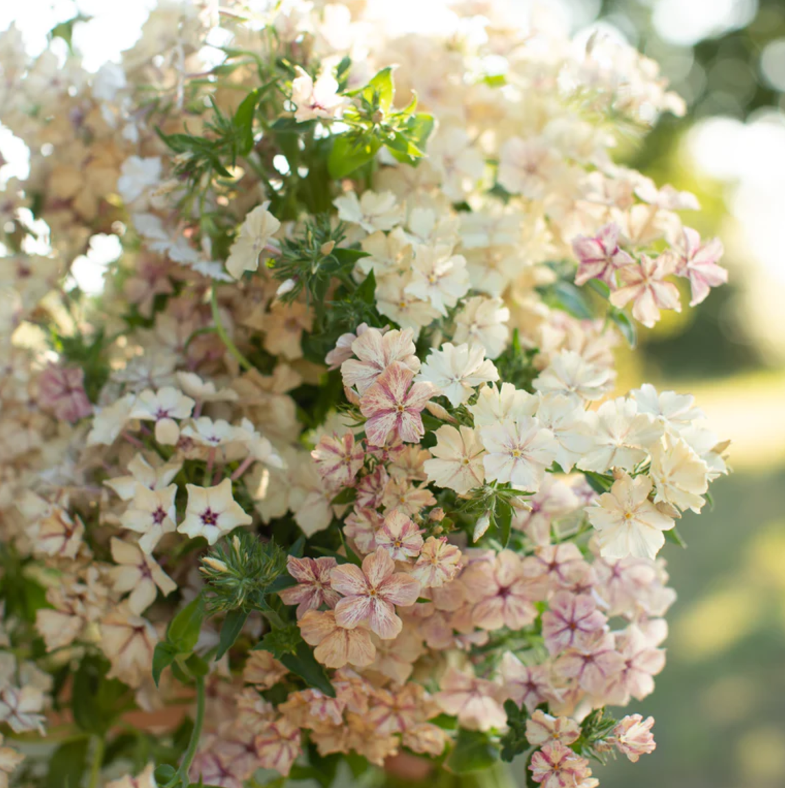 Phlox 'Creme Brulee'