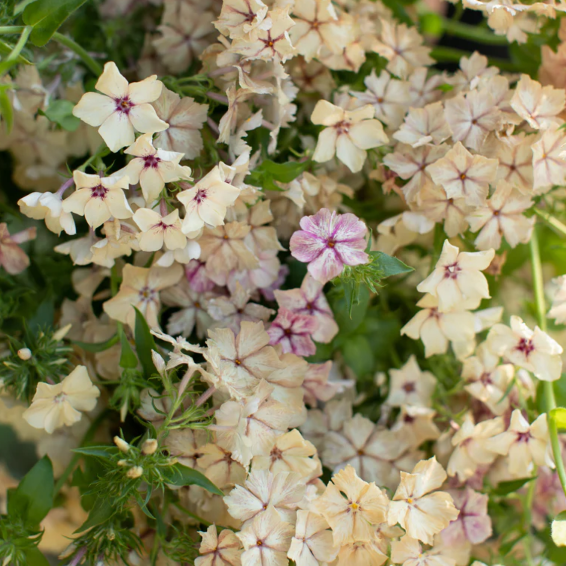Phlox 'Creme Brulee'