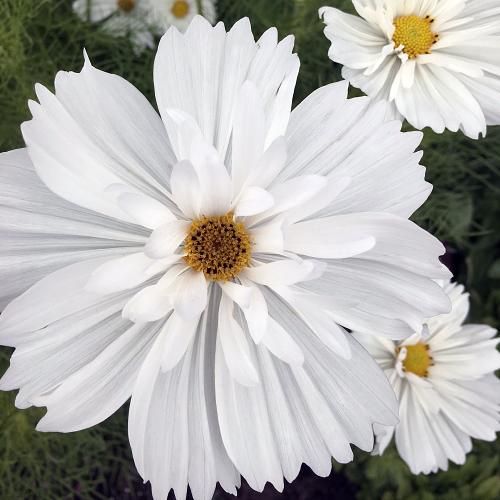 Cosmos 'Fizzy White'