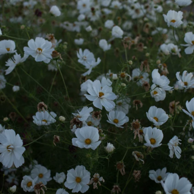 Cosmos 'Fizzy White'