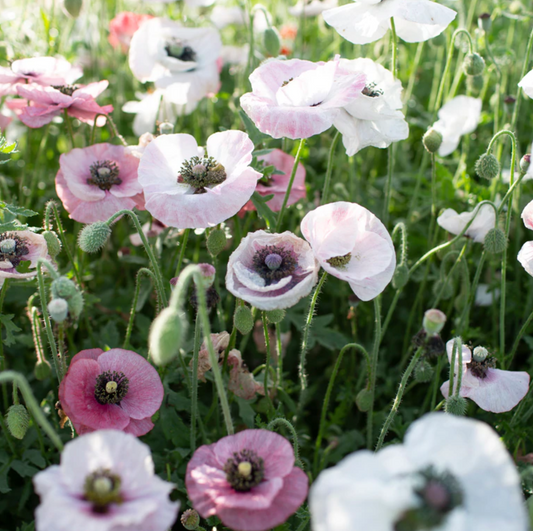 Poppy 'Shirley Mother Of Pearl'