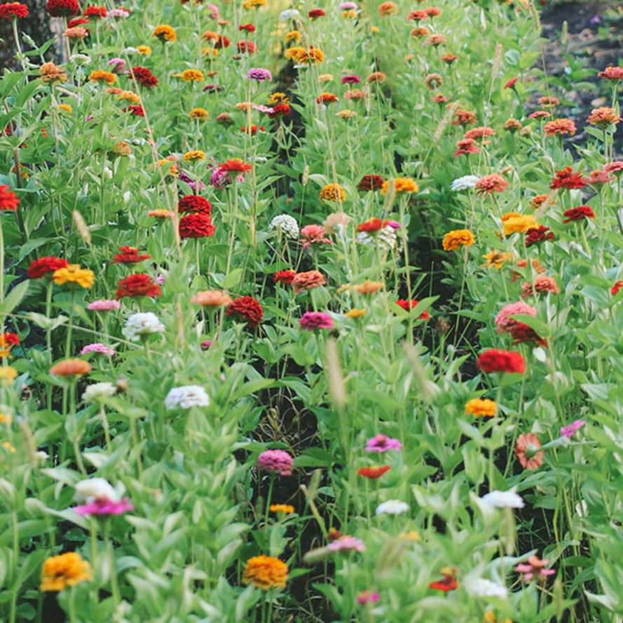 Zinnia 'Oklahoma Mix'