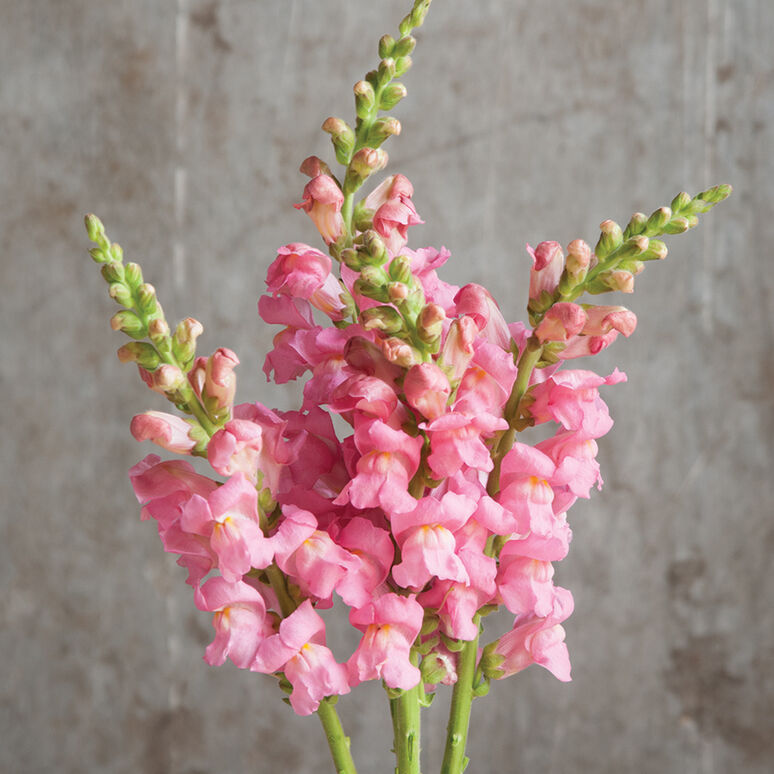 Snapdragon 'Potomac Pink'