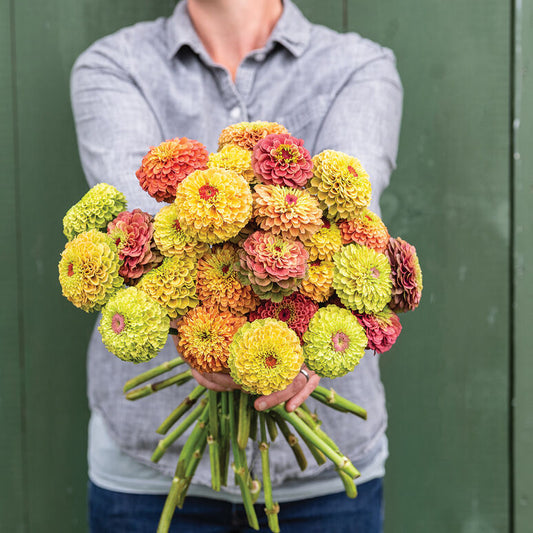Zinnia 'Queeny Mix'