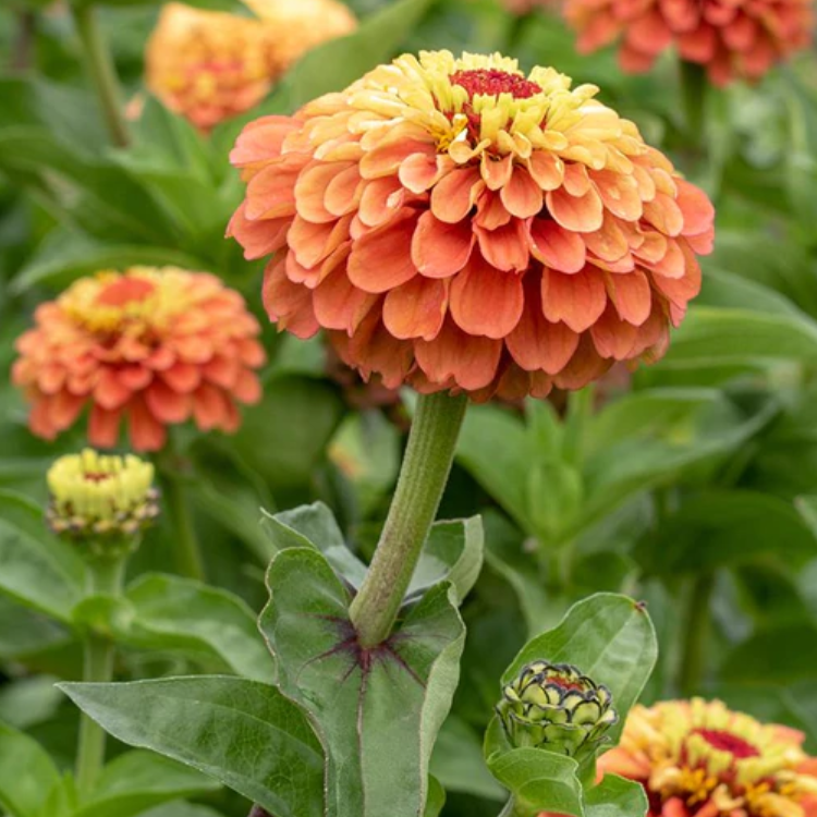 Zinnia 'Queeny Lime Orange'