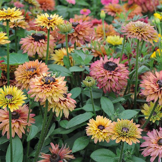 Rudbeckia 'Caramel Mix'