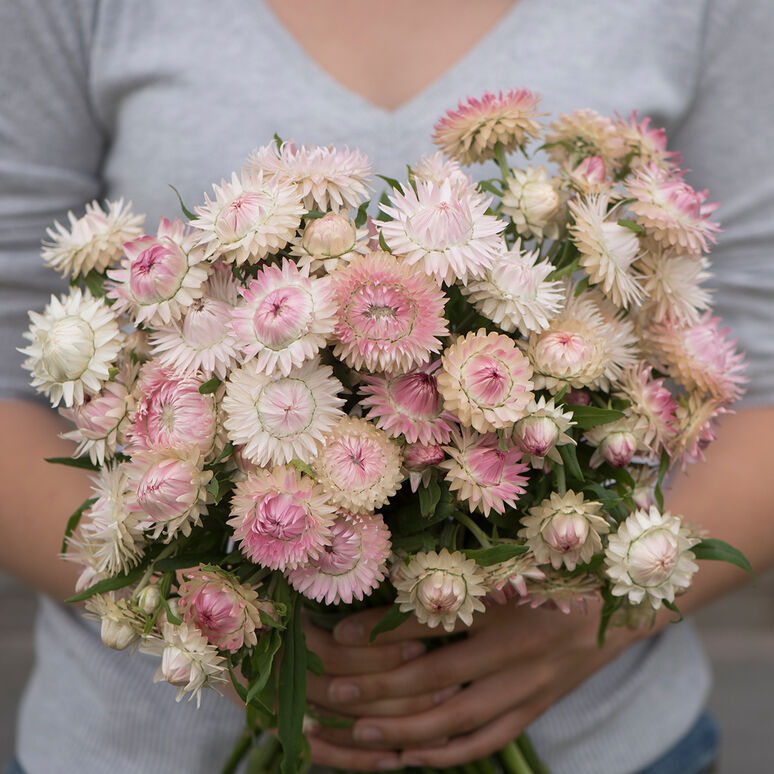 Strawflower 'Silvery Rose'