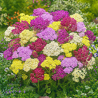 Yarrow 'Rainbow Mix'