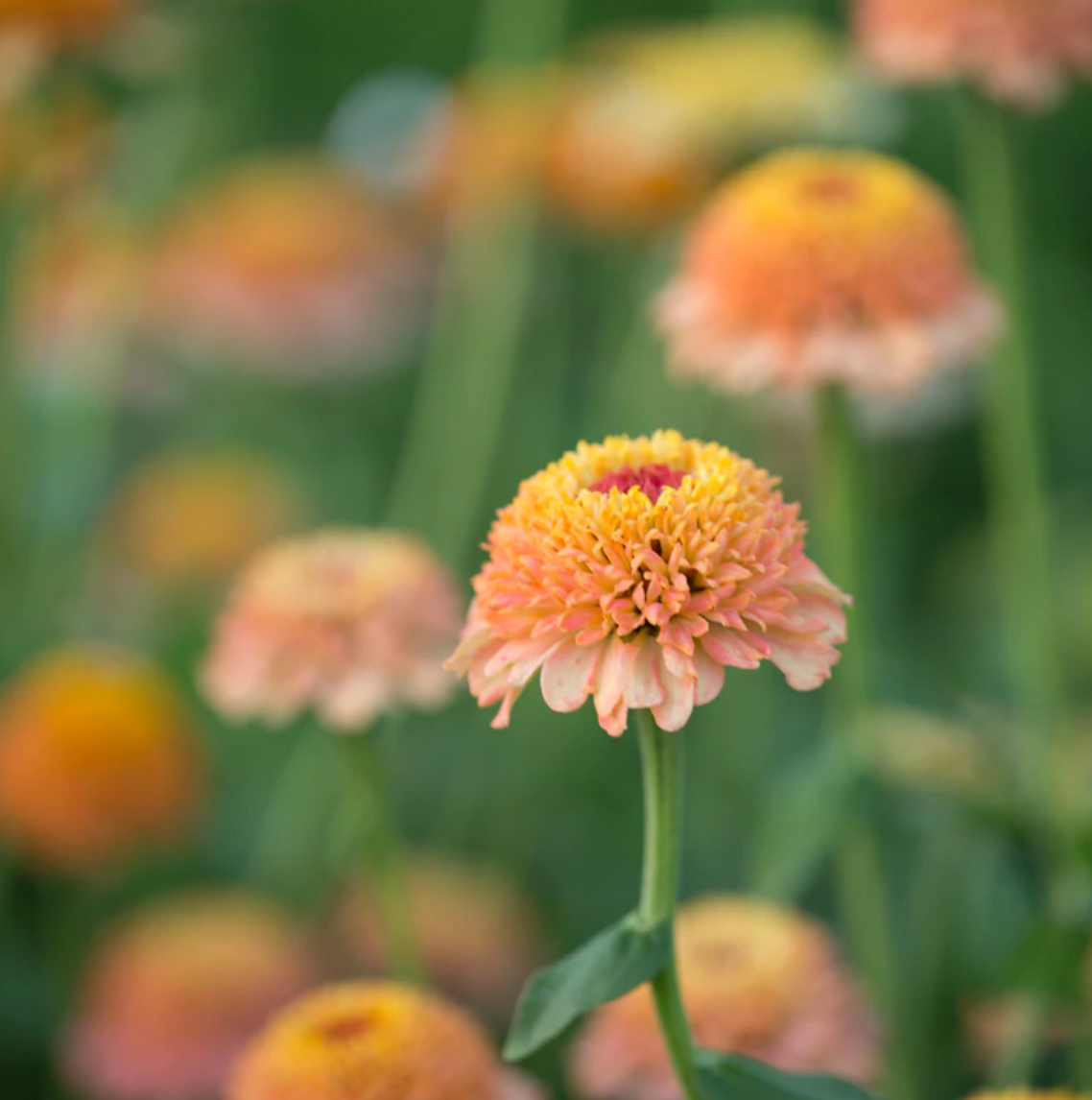 Zinnia 'Zinderella Peach'
