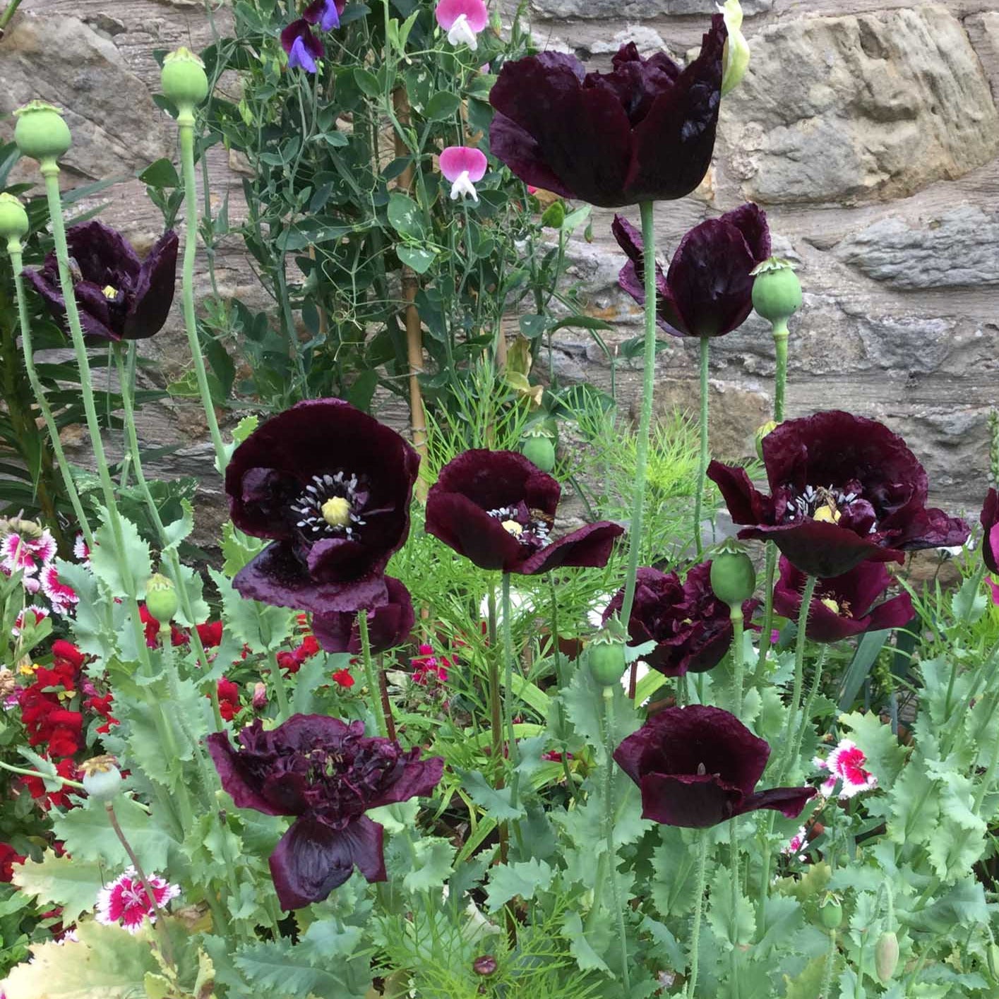 Poppy 'Cottage Riot'