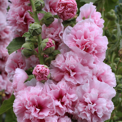 Hollyhock 'Chater's Rose'