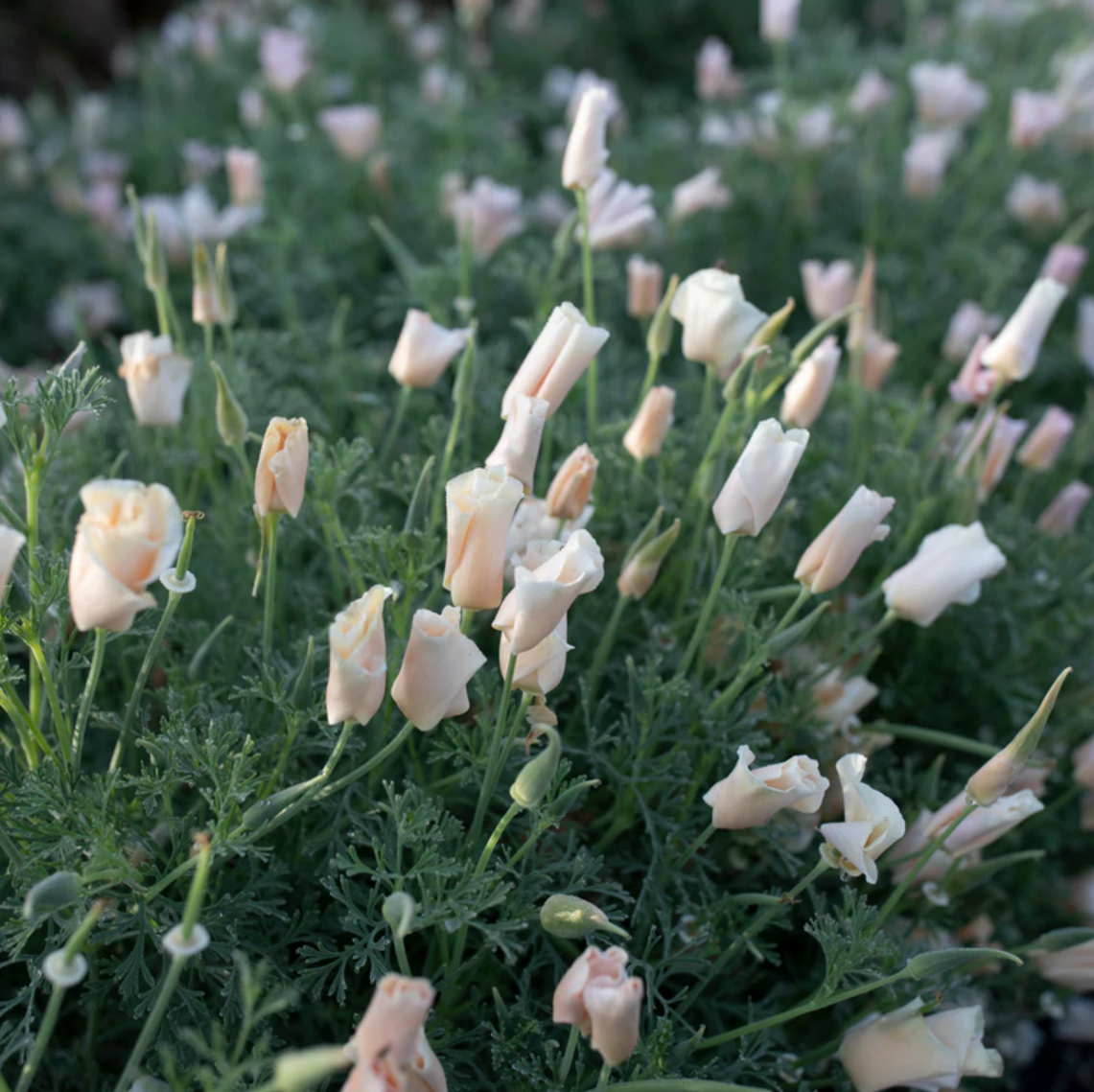 Poppy 'Thai Silk Pink Champagne'