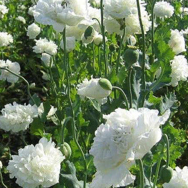 Poppy 'White Peony'