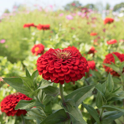 Zinnia 'Benary's Scarlet Red'