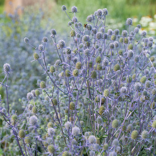 Sea Holly 'Blue Glitter'