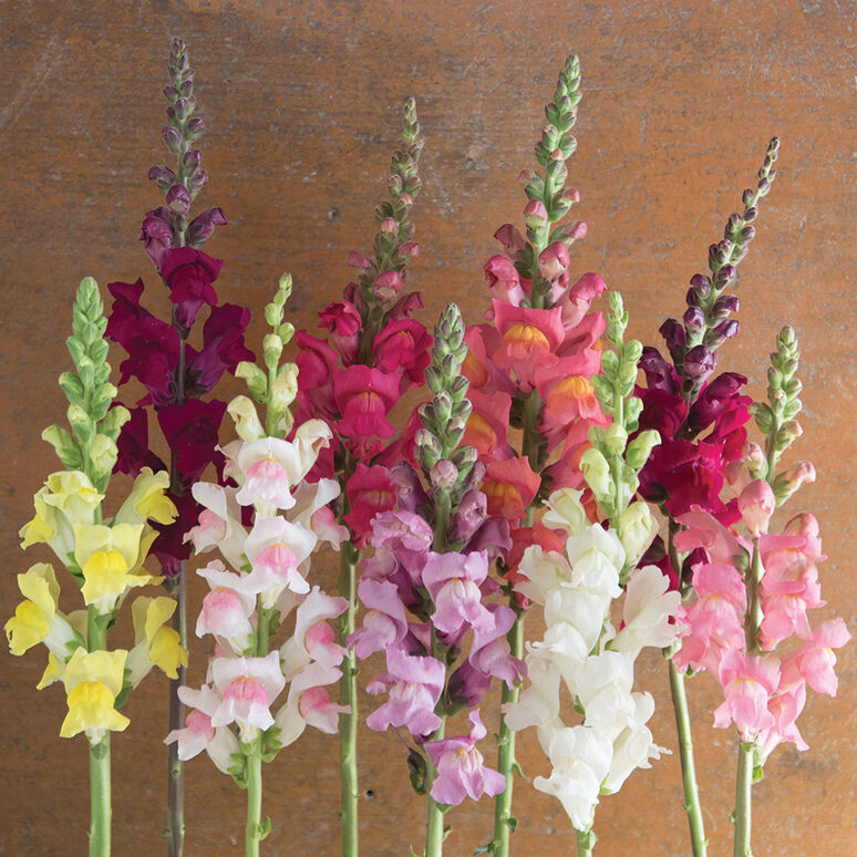 Snapdragon 'Rocket Mix'