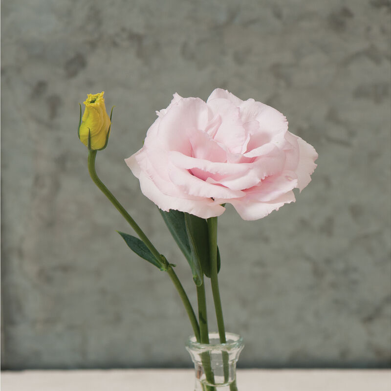 Lisianthus 'Arena III Baby Pink'