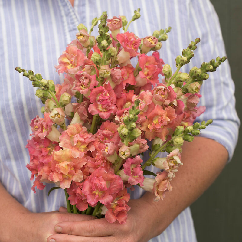 Snapdragon 'Madame Butterfly Bronze With White'