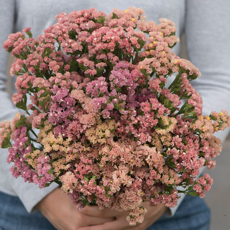 Harvest of Beauty - Cut Flower Seed Collection