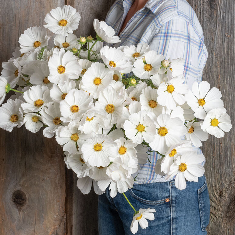 Cosmos 'Purity'