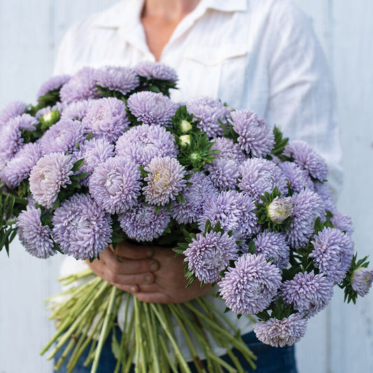 Aster 'Lady Coral Lavender'