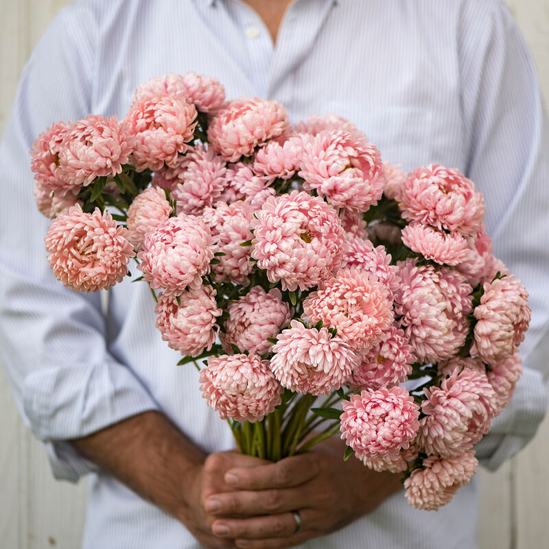 Aster 'Tower Chamois'