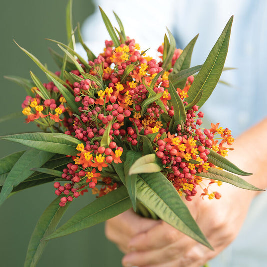 Milkweed 'Apollo Orange'