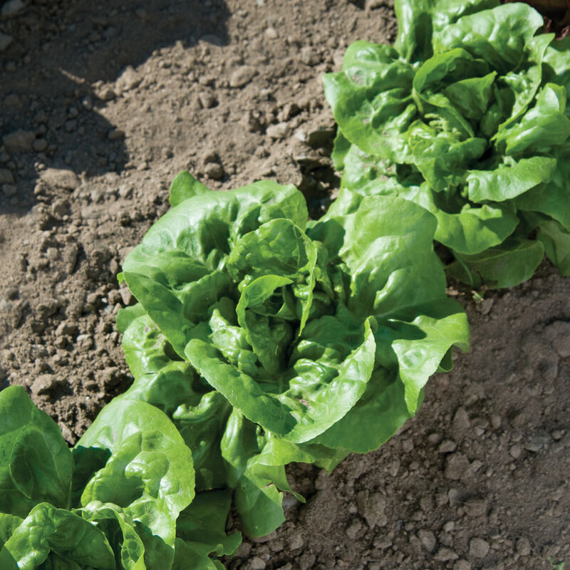 Greens Galore - Healthy Greens Seed Collection