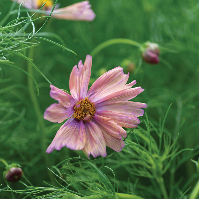 Cosmos 'Cotton Candy Mix'