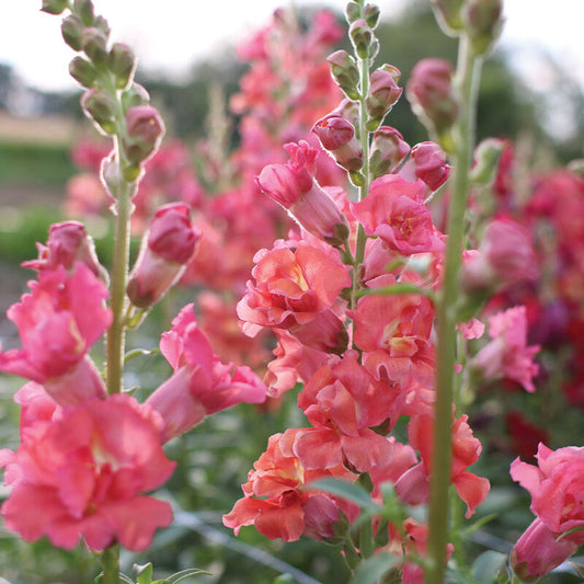 Snapdragon 'Madame Butterfly Cherry Bronze'