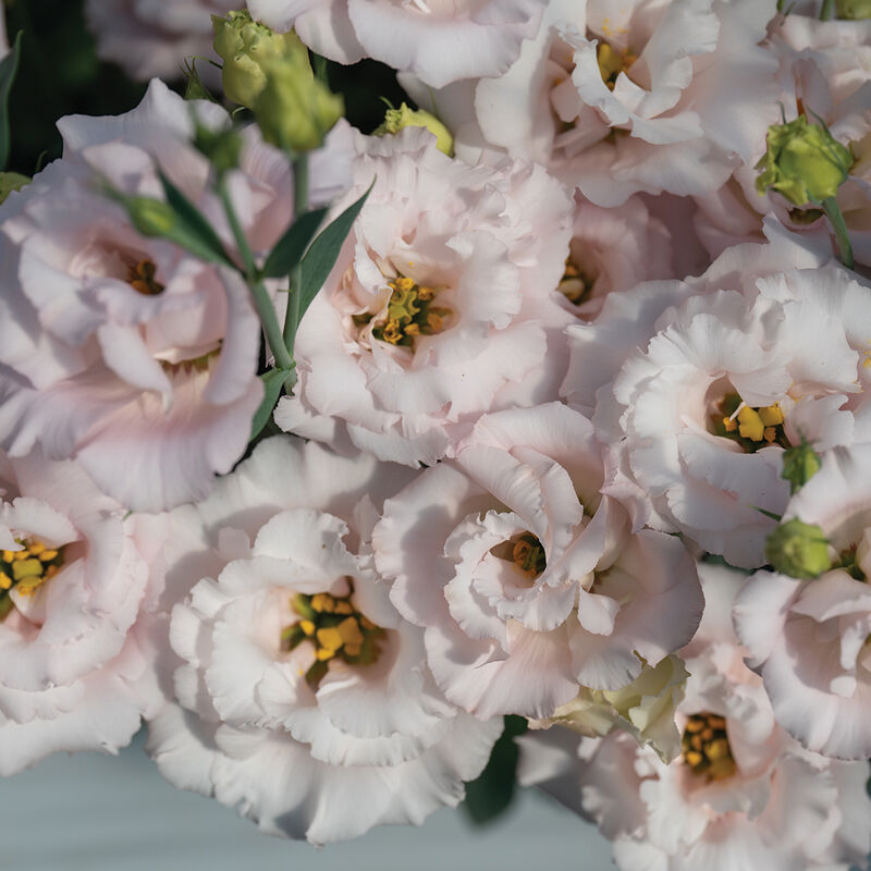 Lisianthus 'Corelli II Pink'