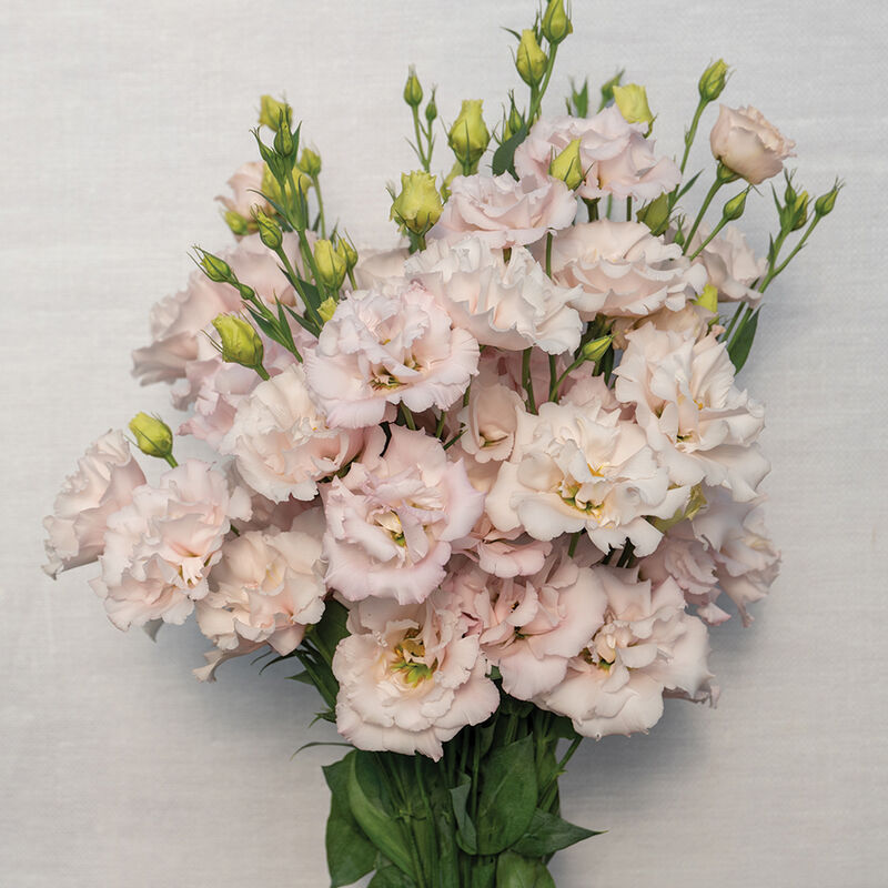 Lisianthus 'Corelli II Pink'