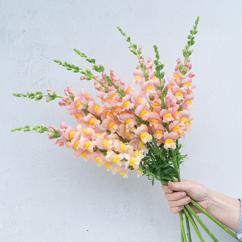 Snapdragon 'Antibes Apricot I'