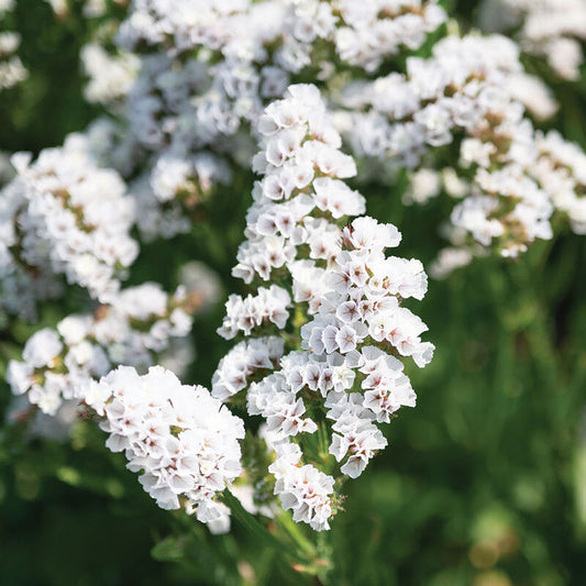 Statice 'Hipster White'