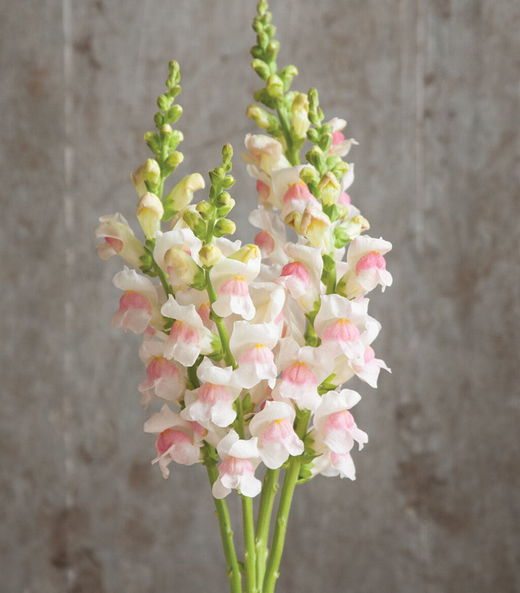 Snap Into Spring - Ultimate Snapdragon Flower Seed Collection