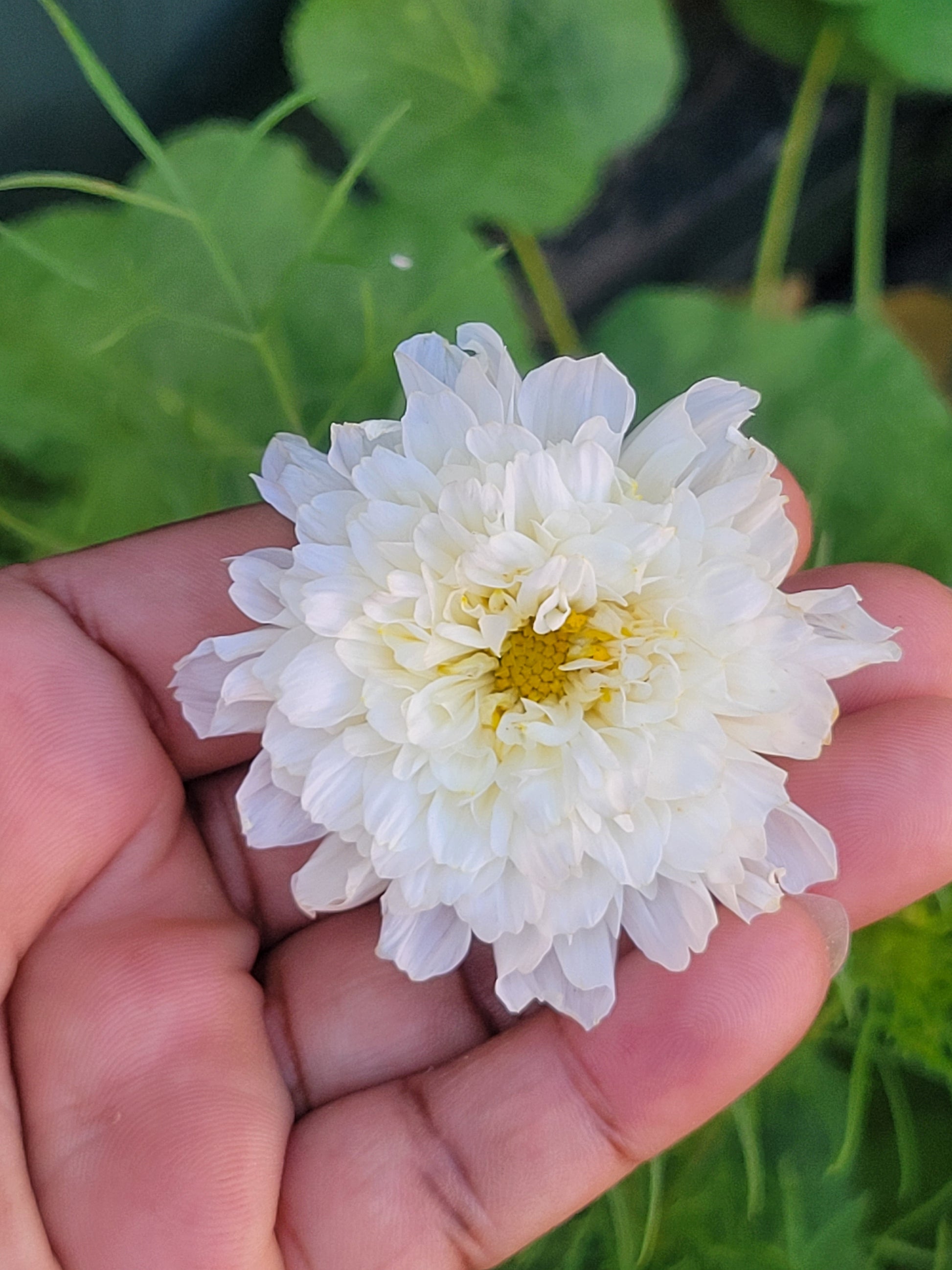 chamanthi flower seeds Cosmos 'Alba Nocturne Mix' – Olive Seed Company