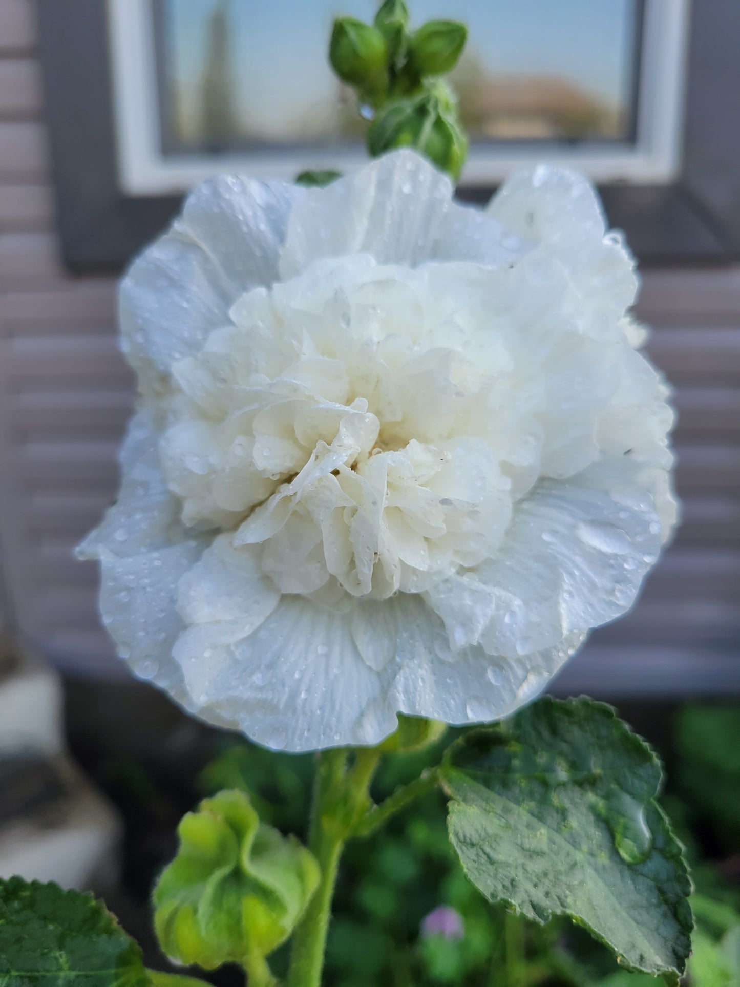 Hollyhock 'Summer Carnival Mix'