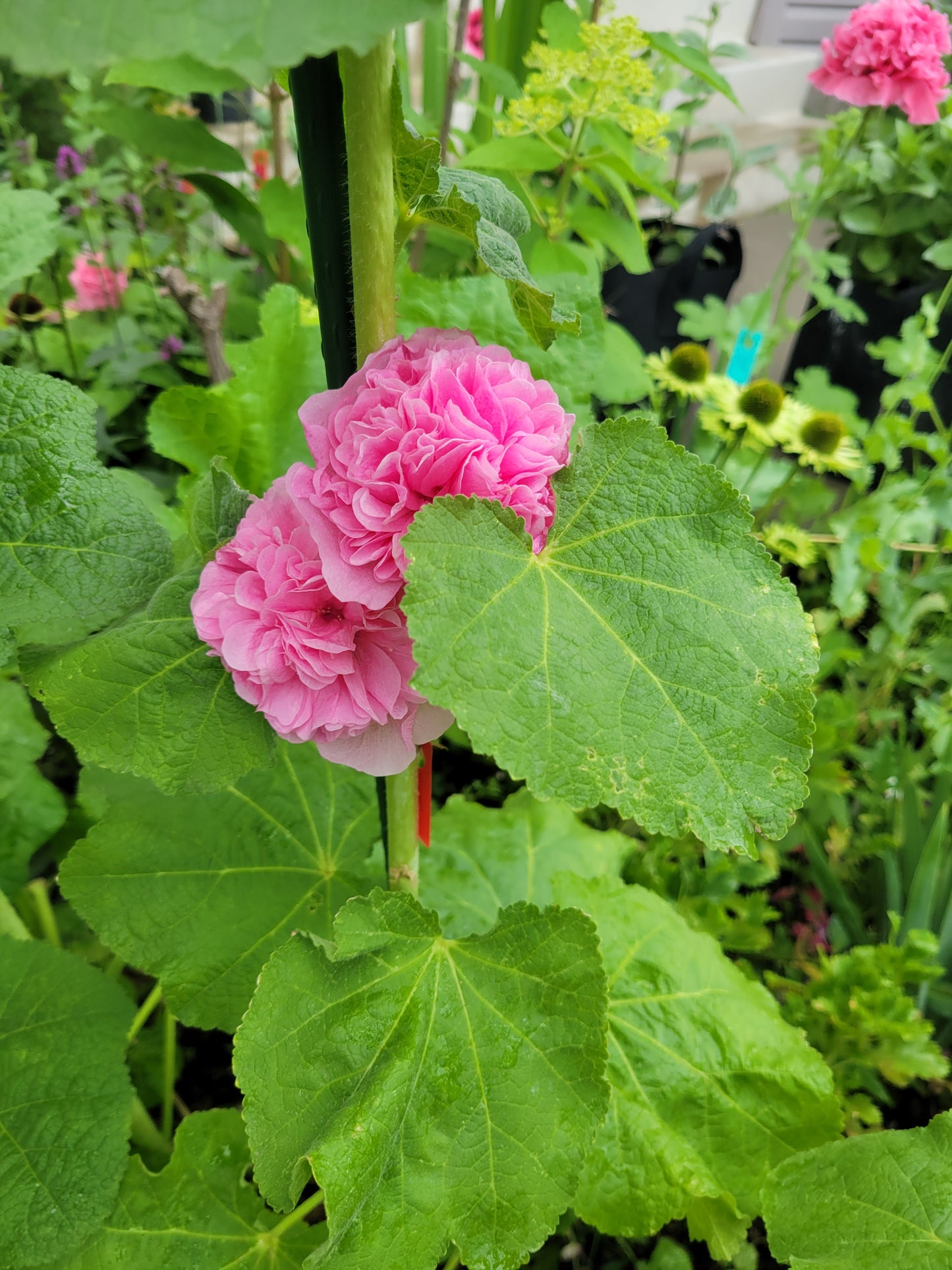 Hollyhock 'Summer Carnival Mix'