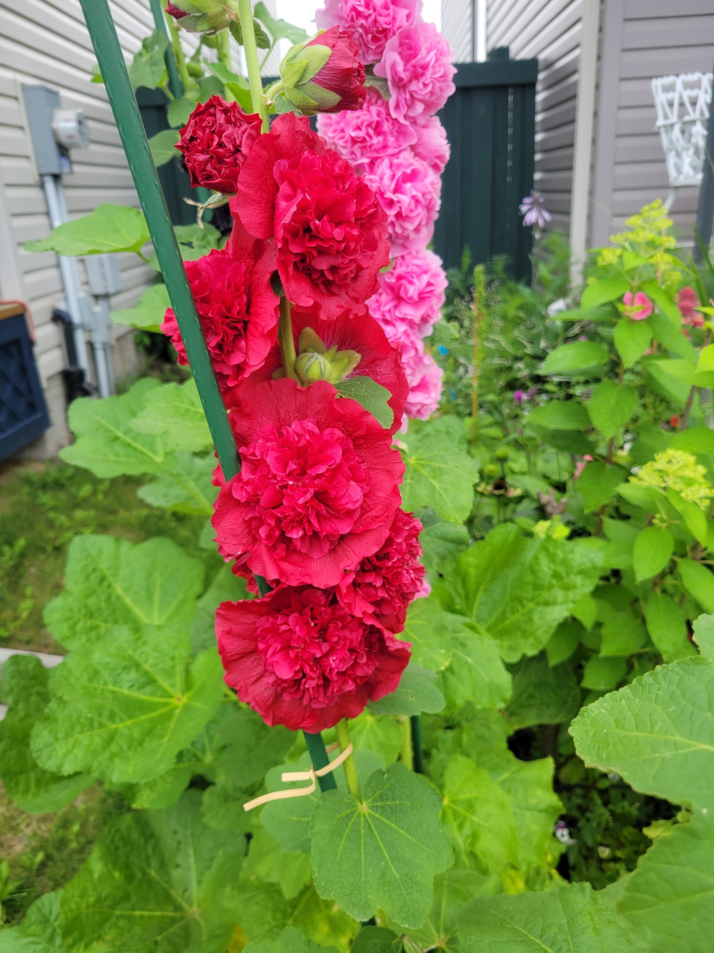 Hollyhock 'Summer Carnival Mix'