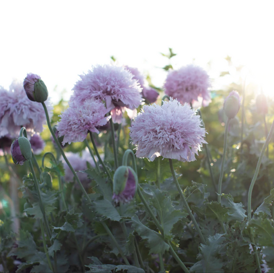 Poppy 'Beautiful Mess'