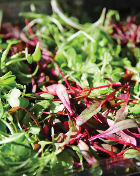 Microgreen '3 Week Mix'