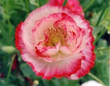 Poppy 'Shirley Double Mix'