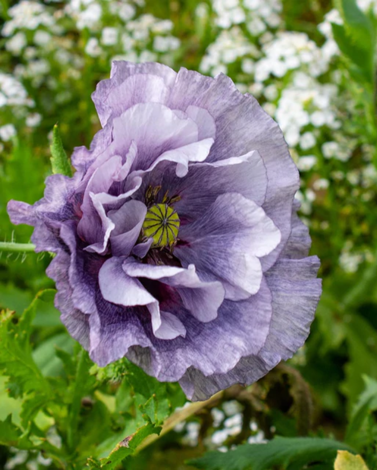 Poppy 'Amazing Grey'