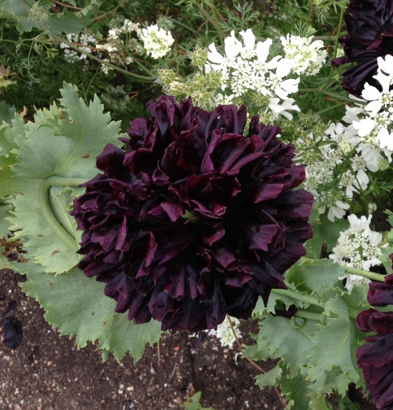 Midnight Blooms - All Black Everything Flower Seed Collection