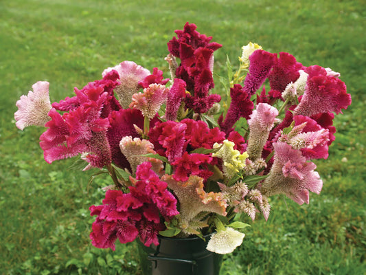 Celosia 'Tall Mix'