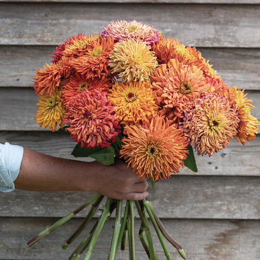 Zinnia 'Agave Mix'