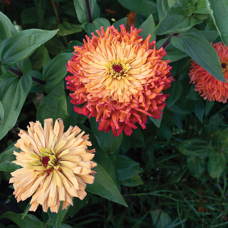 Zinnia 'Agave Mix'